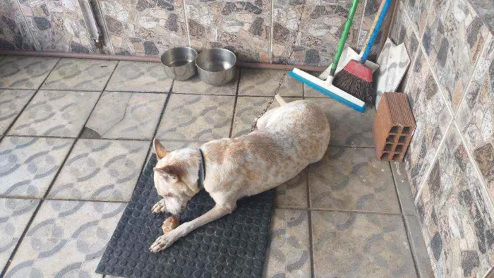 Cachorro ra a Mista  idade 7 a 11 meses nome Branquinha