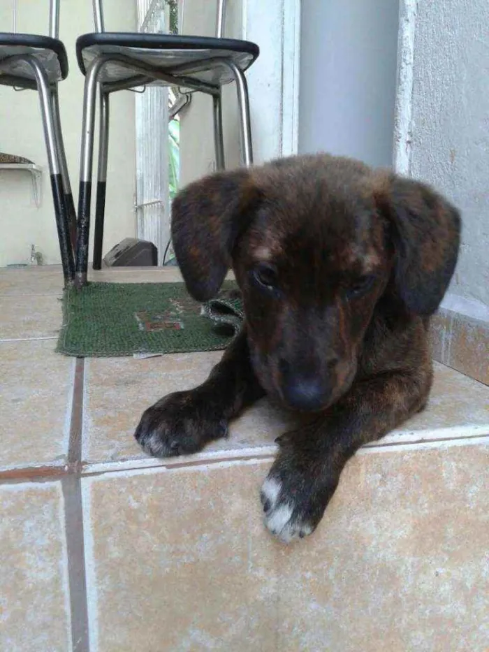 Cachorro ra a A mãe labrador o pai não sabem idade 5 anos nome Kiara