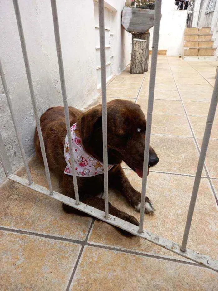 Cachorro ra a A mãe labrador o pai não sabem idade 5 anos nome Kiara