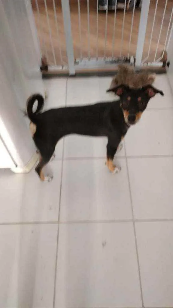 Cachorro ra a Sem raça definida idade 7 a 11 meses nome Lili