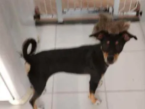 Cachorro raça Sem raça definida idade 7 a 11 meses nome Lili