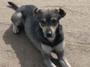 Cachorro raça Srd idade 1 ano nome Nicholas 