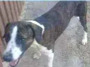 Cachorro raça Srd idade 2 anos nome Grey
