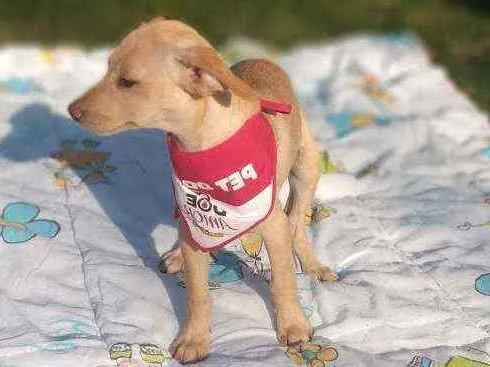 Cachorro raça SRD idade 2 a 6 meses nome Celta