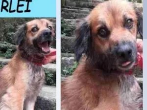 Cachorro raça SRD-ViraLata idade  nome MARLEI