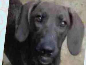 Cachorro raça SRD-ViraLata idade 2 anos nome PRATA