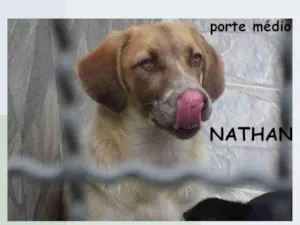 Cachorro raça SRD-ViraLata idade 2 anos nome NATHAN