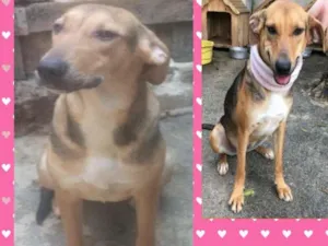 Cachorro raça srd  idade 2 anos nome MAITÊ