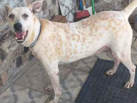 Cachorro ra a Mista  idade 7 a 11 meses nome Branquinha