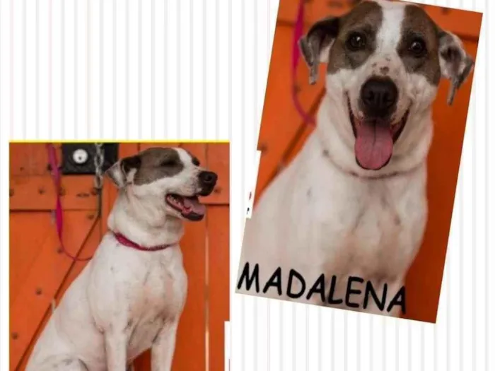 Cachorro ra a SRD-ViraLata idade 2 anos nome MADALENA