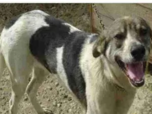 Cachorro raça SRD-ViraLata idade 3 anos nome HUGUINHO