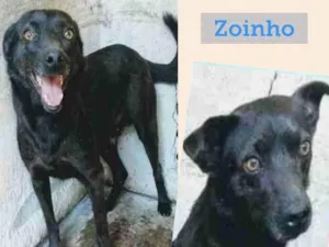 Cachorro raça SRD-ViraLata idade 4 anos nome ZOINHO