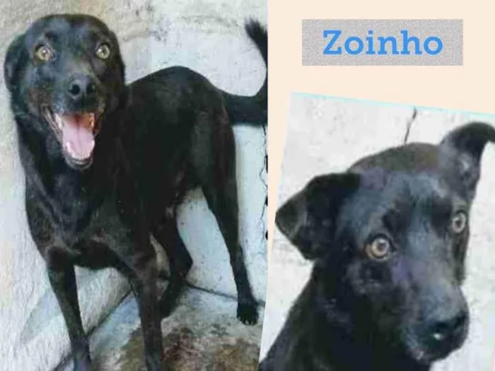 Cachorro ra a SRD-ViraLata idade 4 anos nome ZOINHO