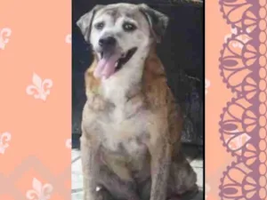 Cachorro raça SRD-ViraLata idade 6 ou mais anos nome XUXINHO