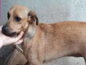 Cachorro raça SRD-ViraLata idade 2 anos nome BARBIE