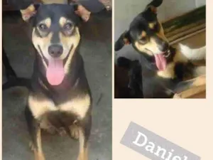 Cachorro raça SRD-ViraLata idade 3 anos nome DANIEL