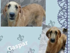 Cachorro raça SRD-ViraLata idade 2 anos nome GASPAR