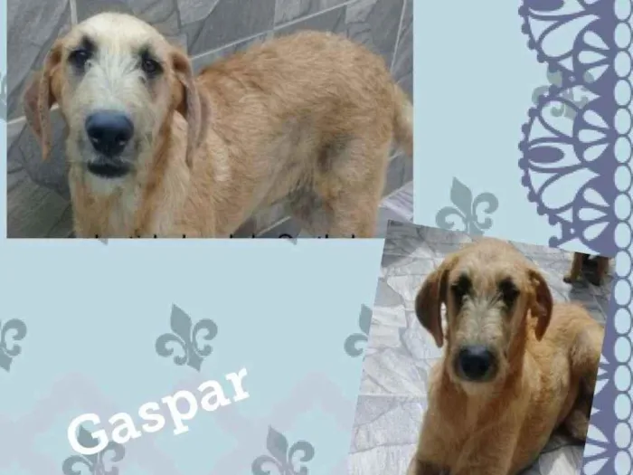 Cachorro ra a SRD-ViraLata idade 2 anos nome GASPAR