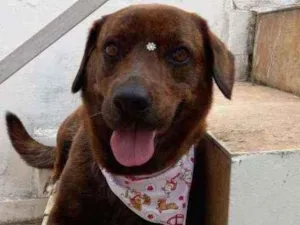 Cachorro raça A mãe labrador o pai não sabem idade 5 anos nome Kiara