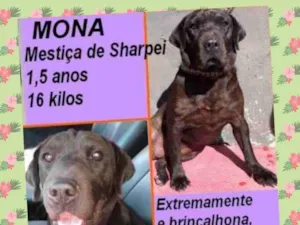 Cachorro raça SharPei idade 2 anos nome MONA