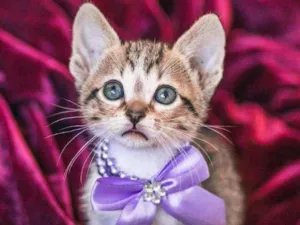 Gato raça SRD ( SEM RACA DEFINIDA) idade Abaixo de 2 meses nome HELENA