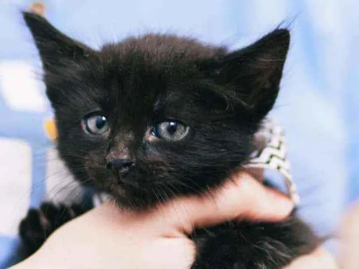 Gato raça SRD ( SEM RACA DEFINIDA) idade Abaixo de 2 meses nome FERNANDINHA