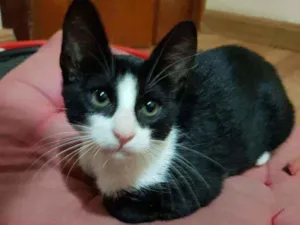 Gato raça SRD idade 2 a 6 meses nome Galileu
