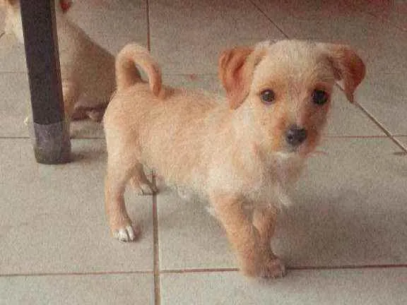 Cachorro raça  idade Abaixo de 2 meses nome Sem nome 