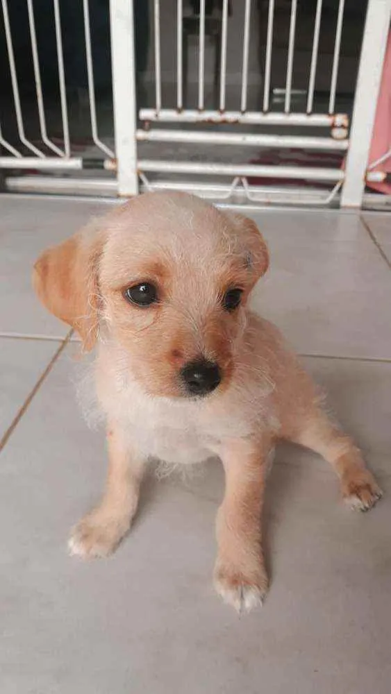 Cachorro raça  idade Abaixo de 2 meses nome Sem nome 