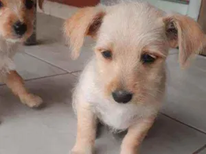 Cachorro raça  idade Abaixo de 2 meses nome Sem nome 