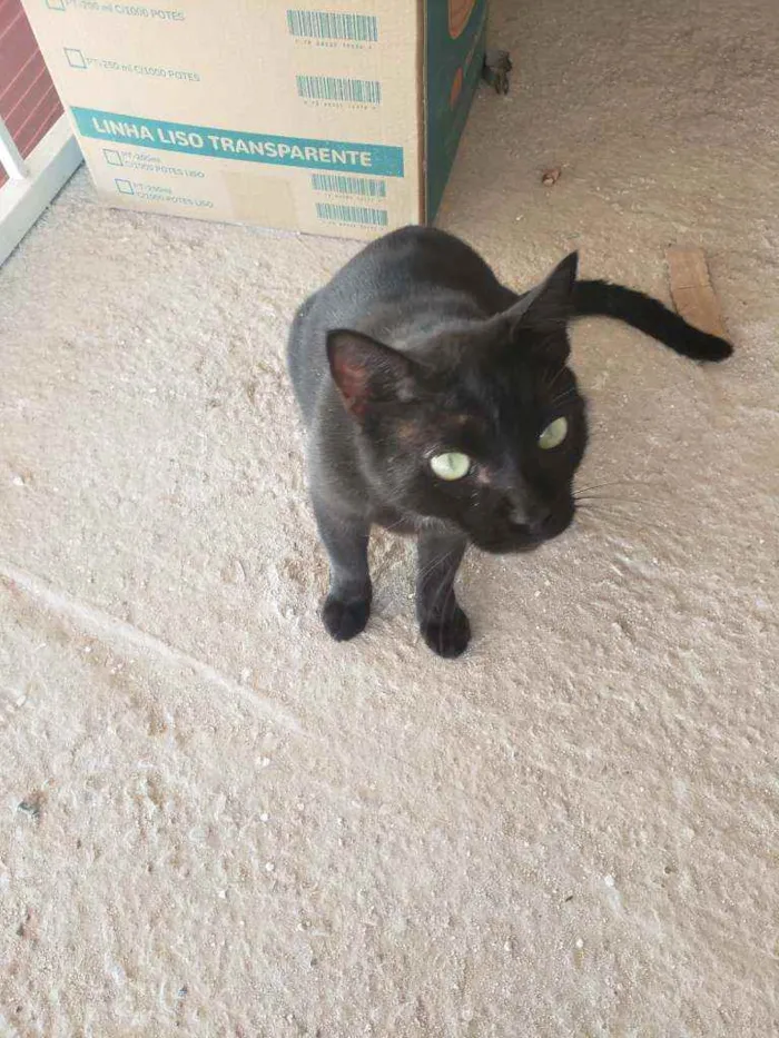 Gato raça vira lata idade 4 anos nome Grego