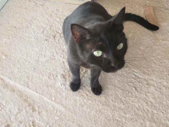 Gato raça vira lata idade 4 anos nome Grego