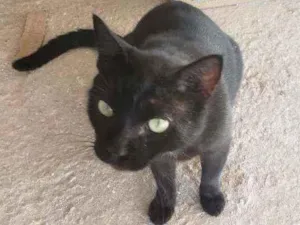 Gato raça vira lata idade 4 anos nome Grego