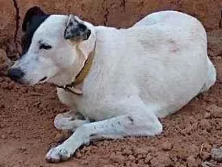 Cachorro ra a Indefinido idade 2 anos nome Surdinho