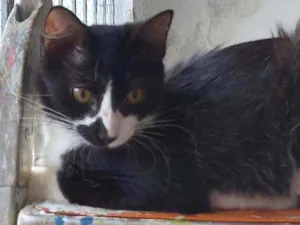 Gato raça Srd idade 2 a 6 meses nome Pablo