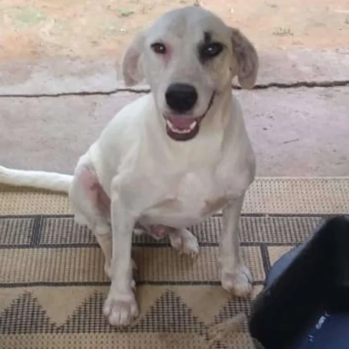 Cachorro raça SRD idade 2 anos nome LUCAS