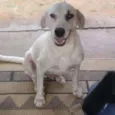 LUCAS