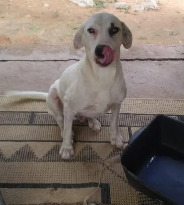 Cachorro raça SRD idade 2 anos nome LUCAS