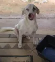LUCAS
