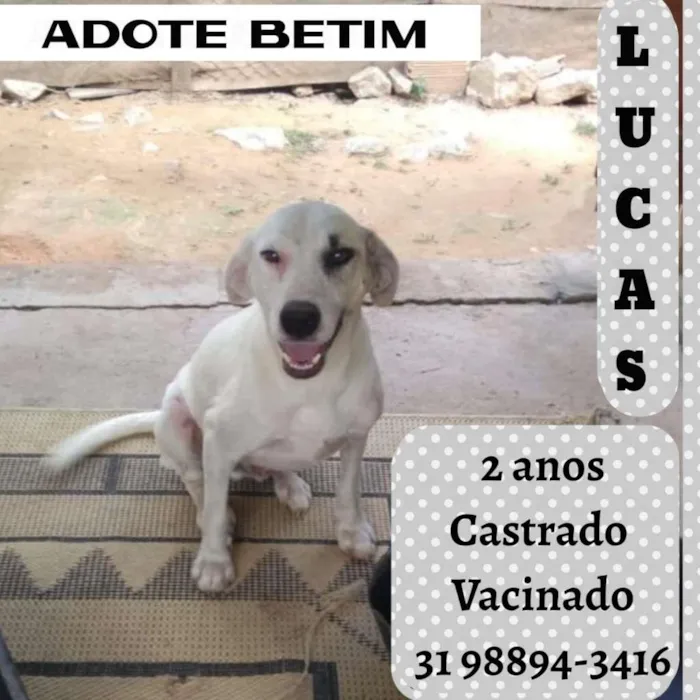 Cachorro raça SRD idade 2 anos nome LUCAS