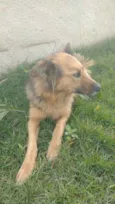 Loba