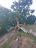 Loba