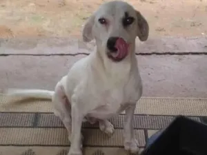 Cachorro raça SRD idade 2 anos nome LUCAS