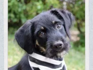 Cachorro raça SRD  idade 2 a 6 meses nome Zack 