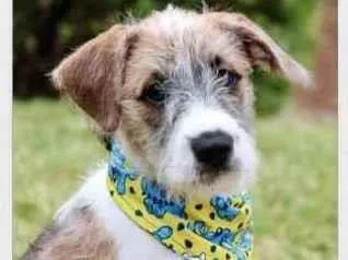 Cachorro raça SRD  idade 2 a 6 meses nome Logan 