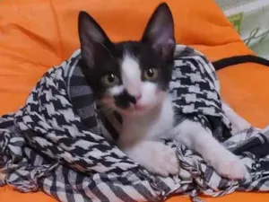 Gato raça Srd idade Abaixo de 2 meses nome Frajolinha