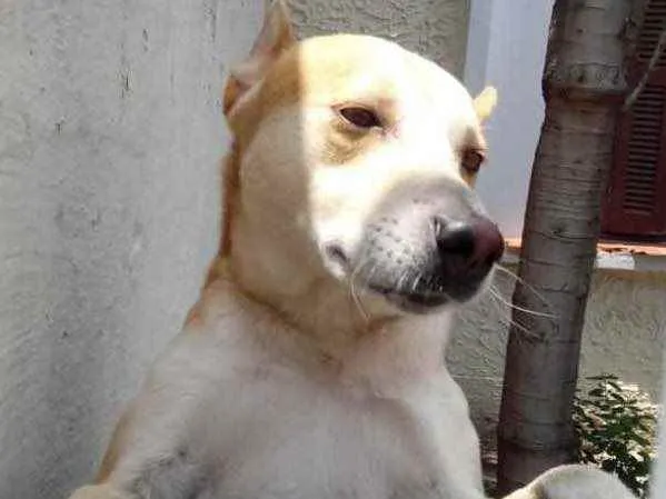 Cachorro raça Srd idade 1 ano nome Trovão um fofo 