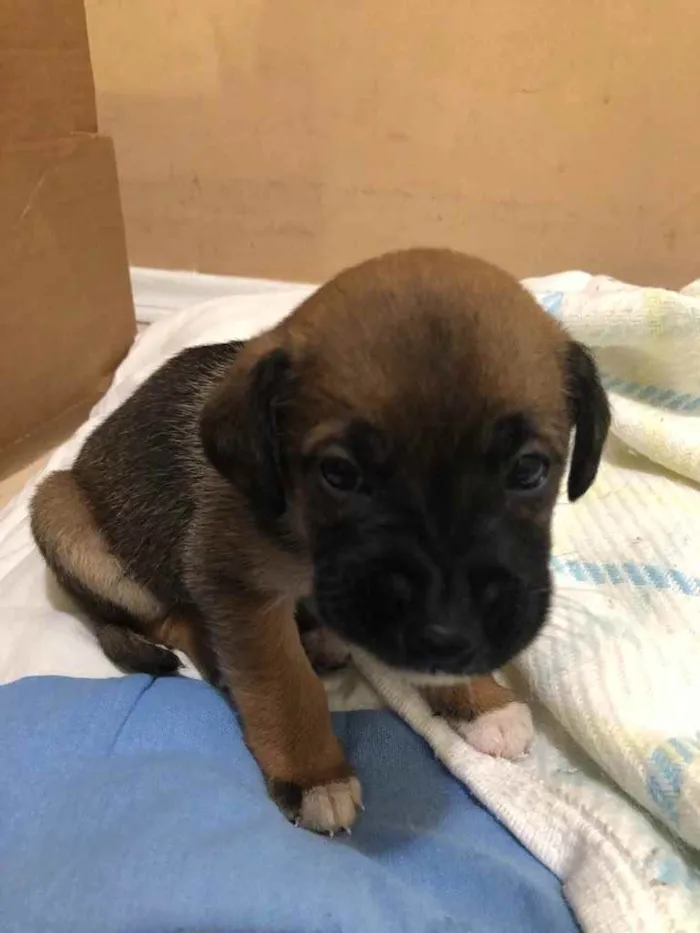 Cachorro ra a SRD idade Abaixo de 2 meses nome Mike