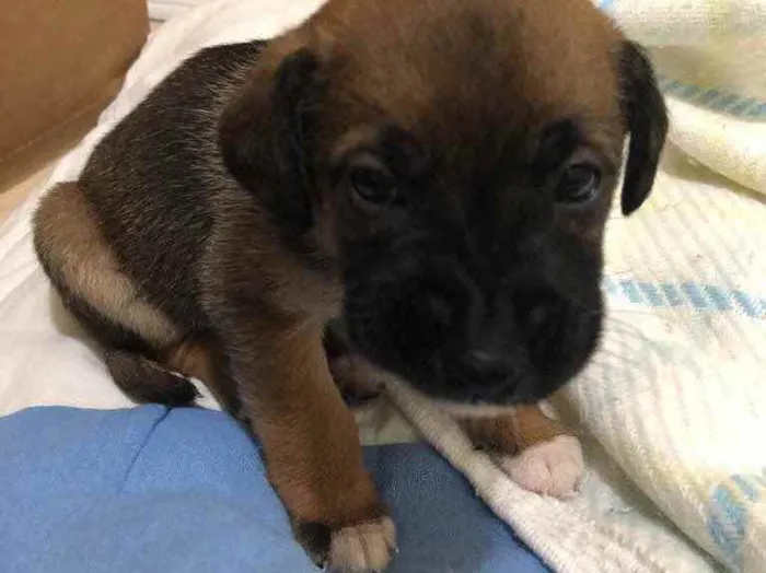 Cachorro ra a SRD idade Abaixo de 2 meses nome Mike