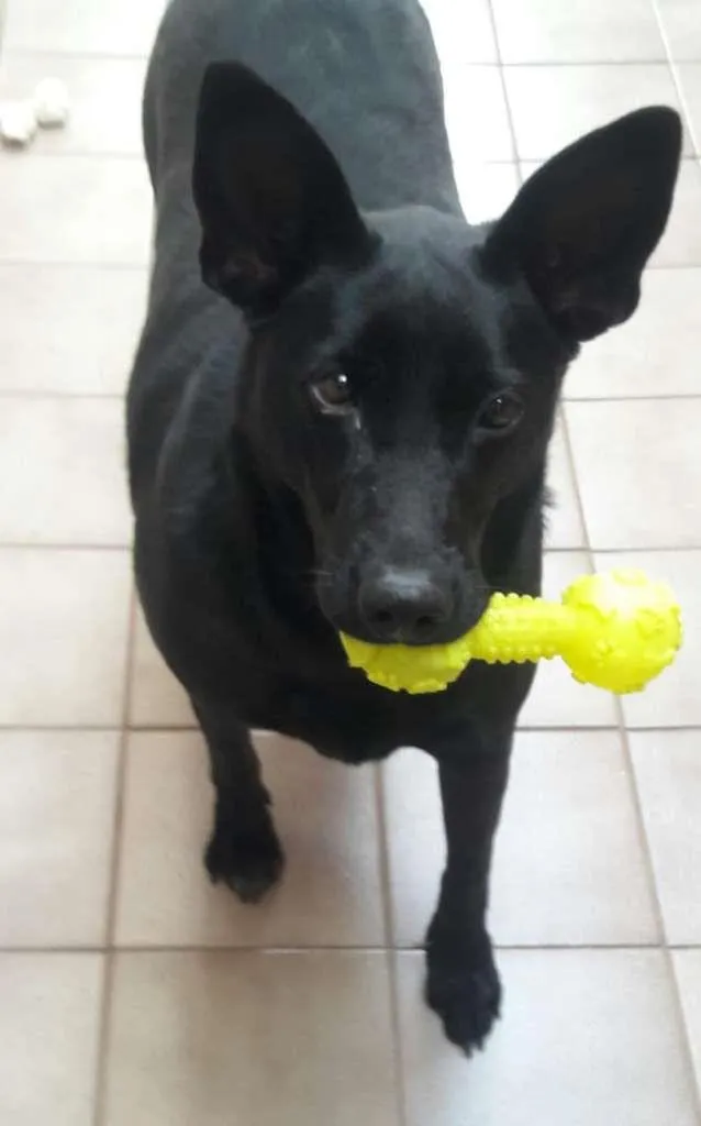 Cachorro raça SRD-ViraLata idade 1 ano nome Angel